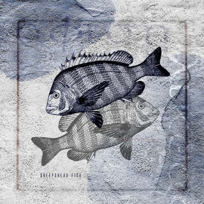 Sheepshead blu