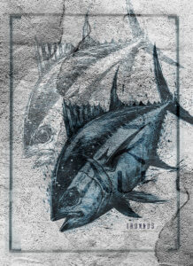 thunnus verticale